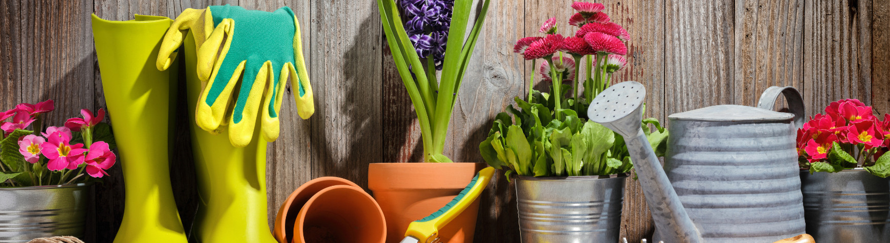 Have, Drivhus og Stueplanter