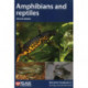 Amphibians and reptiles