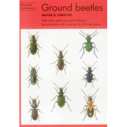 Ground beetles