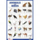 Animals & Birds