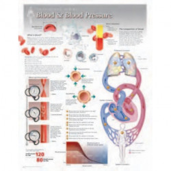 Blood & Blood Pressure Laminated Poster