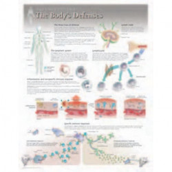 Body's Defences Laminated Poster