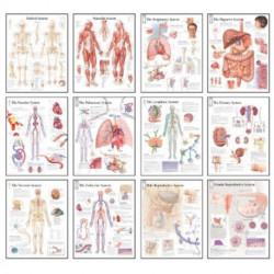 Body Systems Chart Set