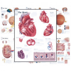 Body Organ Wall Chart Set