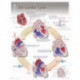 Cardiac Cycle Laminated Poster