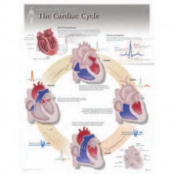 Cardiac Cycle Laminated Poster
