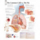 Common Cold vs the Flu Paper Poster