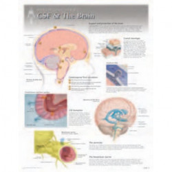 CSF & the Brain Laminated Poster