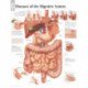 Diseases of the Digestive System Laminated Poster