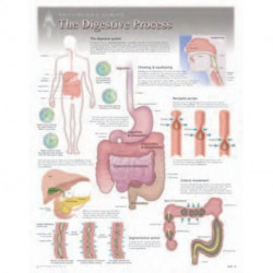 Digestive Process Laminated Poster