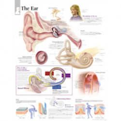 Ear Laminated Poster