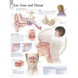 Ear, Nose & Throat Laminated Poster
