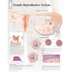 Female Reproductive System Laminated Poster