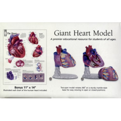 Healthy Heart: Giant Anatomical Model