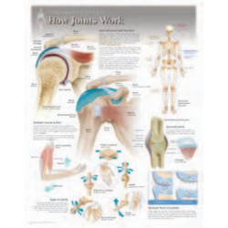 How Joints Work Laminated Poster