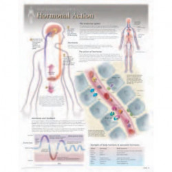 Hormonal Action Laminated Poster