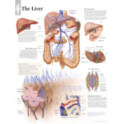 Liver Laminated Poster