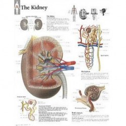 Kidney Laminated Poster