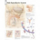 Male Reproductive Laminated Poster