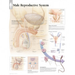 Male Reproductive Laminated Poster