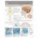 Neurons & Neurotransmitters Laminated Poster