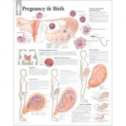 Pregnancy & Birth Laminated Poster