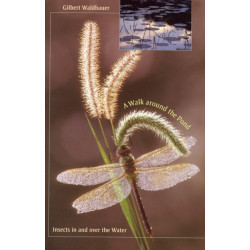 A Walk around the Pond: Insects in and over the Water