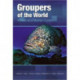 Groupers of the World: A Field and Market Guide