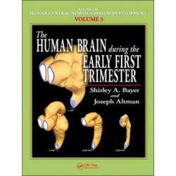 The Human Brain During the Early First Trimester