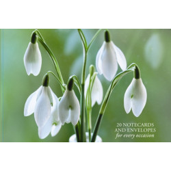 Card Box of 20 Notecards and Envelopes: Snowdrop