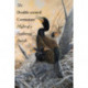The Double-Crested Cormorant: Plight of a Feathered Pariah