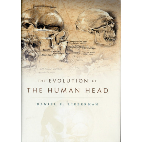 The Evolution of the Human Head