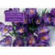 Tin Box of 20 Gift Cards and Envelopes: Crocus