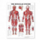 The Muscular System Giant Chart: 42" x 62" chart