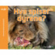 Hva spiser dyrerne? (norsk)