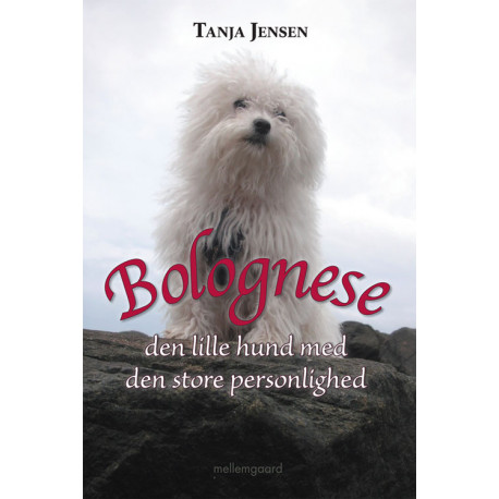 Bolognese: den lille hund med den store personlighed