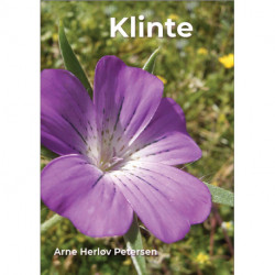 Klinte