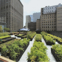 Greenwards / Grunwarts: The New Delight in Urban Nature / Die neue Lust an urbaner Natur