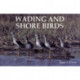 Wading and Shore Birds: A Photographic Study