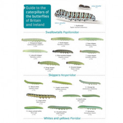 Guide to caterpillars of the butterflies of Britain and Ireland