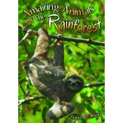 Amazing Animals of the Rainforest