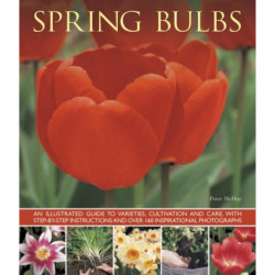 Spring Bulbs