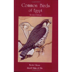 Common Birds of Egypt