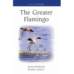 The Greater Flamingo