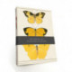 Butterfly Notebook Set: 3 A5 lined notebooks with stitched spines