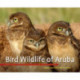 Bird Wildlife of Aruba