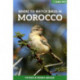 Where to Watch Birds in Morocco