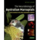 The Neurobiology of Australian Marsupials: Brain Evolution in the Other Mammalian Radiation