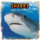 Sharks: Built for the Hunt