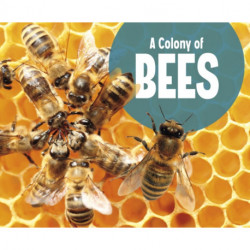 A Colony of Bees